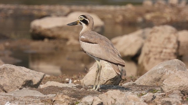 Great Thick-knee - ML616408206