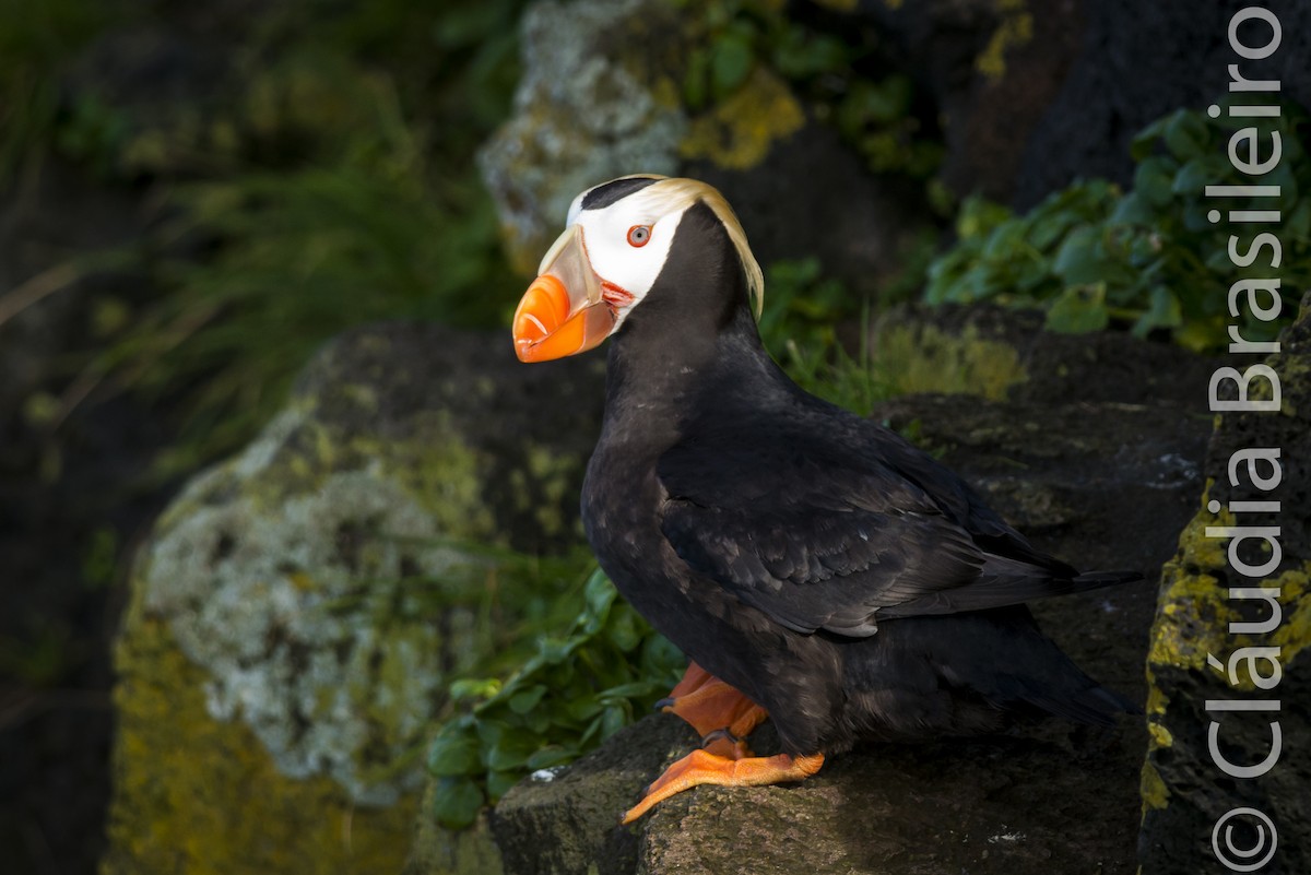 Tufted Puffin - ML61640821