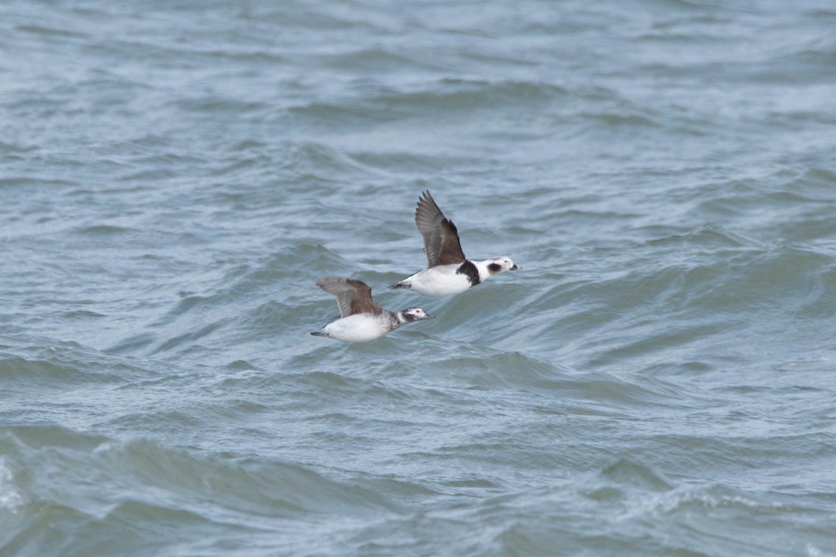 Long-tailed Duck - ML616408225
