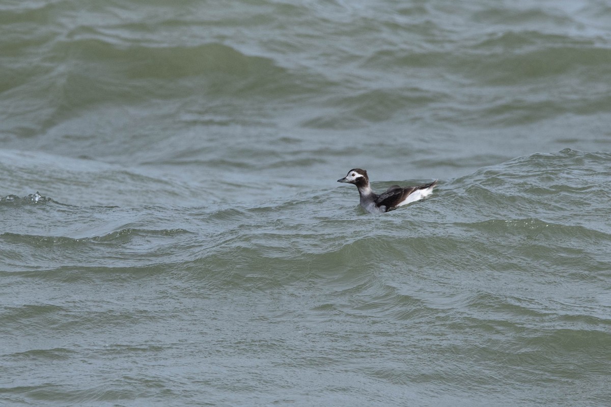 Long-tailed Duck - ML616408227