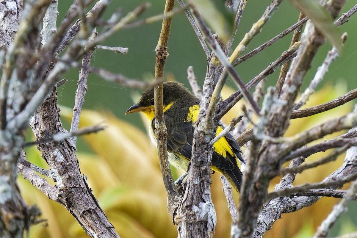 Yellow-backed Tanager - ML616408278