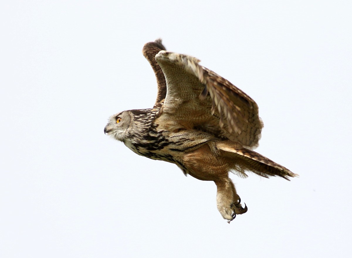 Eurasian Eagle-Owl - ML616408521