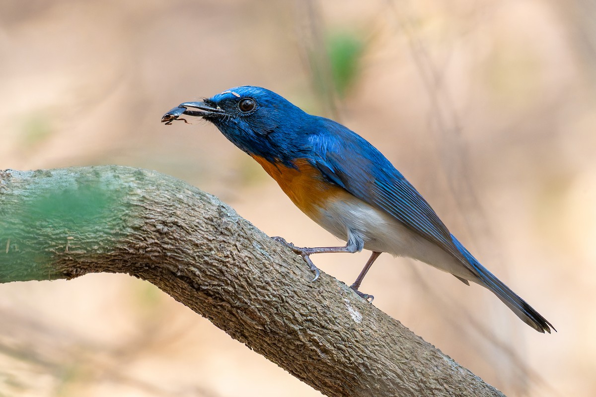 Blue-throated Flycatcher - Abhijit Mishra