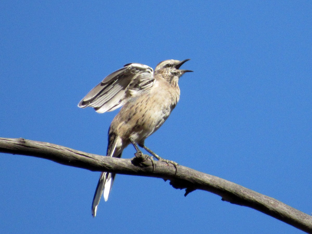 Chilean Mockingbird - DEBORA MELO