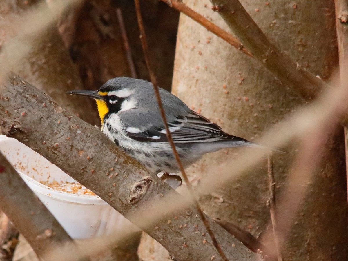 Yellow-throated Warbler - Blair Fleming
