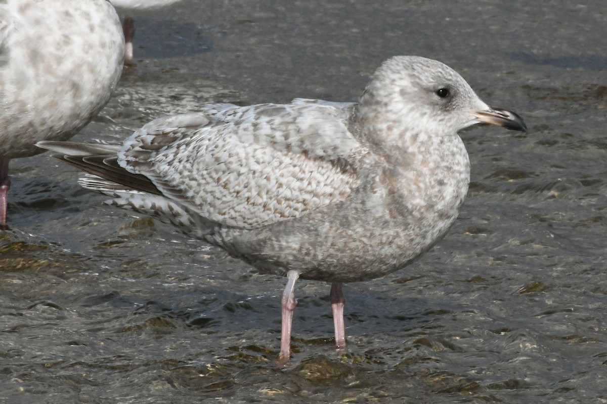 Iceland Gull (Thayer's) - ML616409159