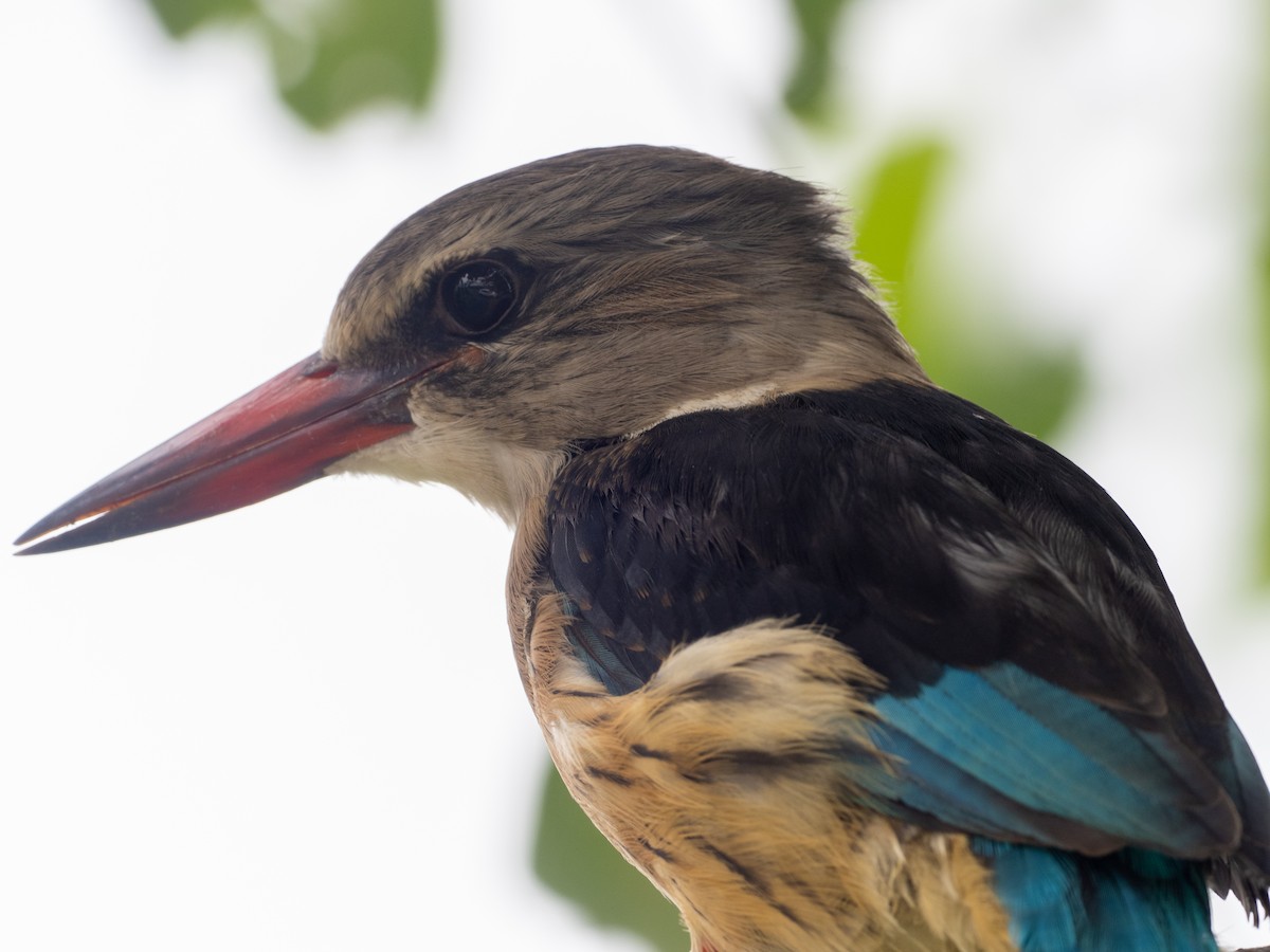 Brown-hooded Kingfisher - Sam Zuckerman