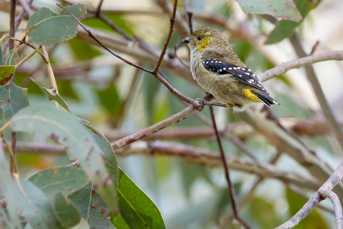 Forty-spotted Pardalote - ML616409254