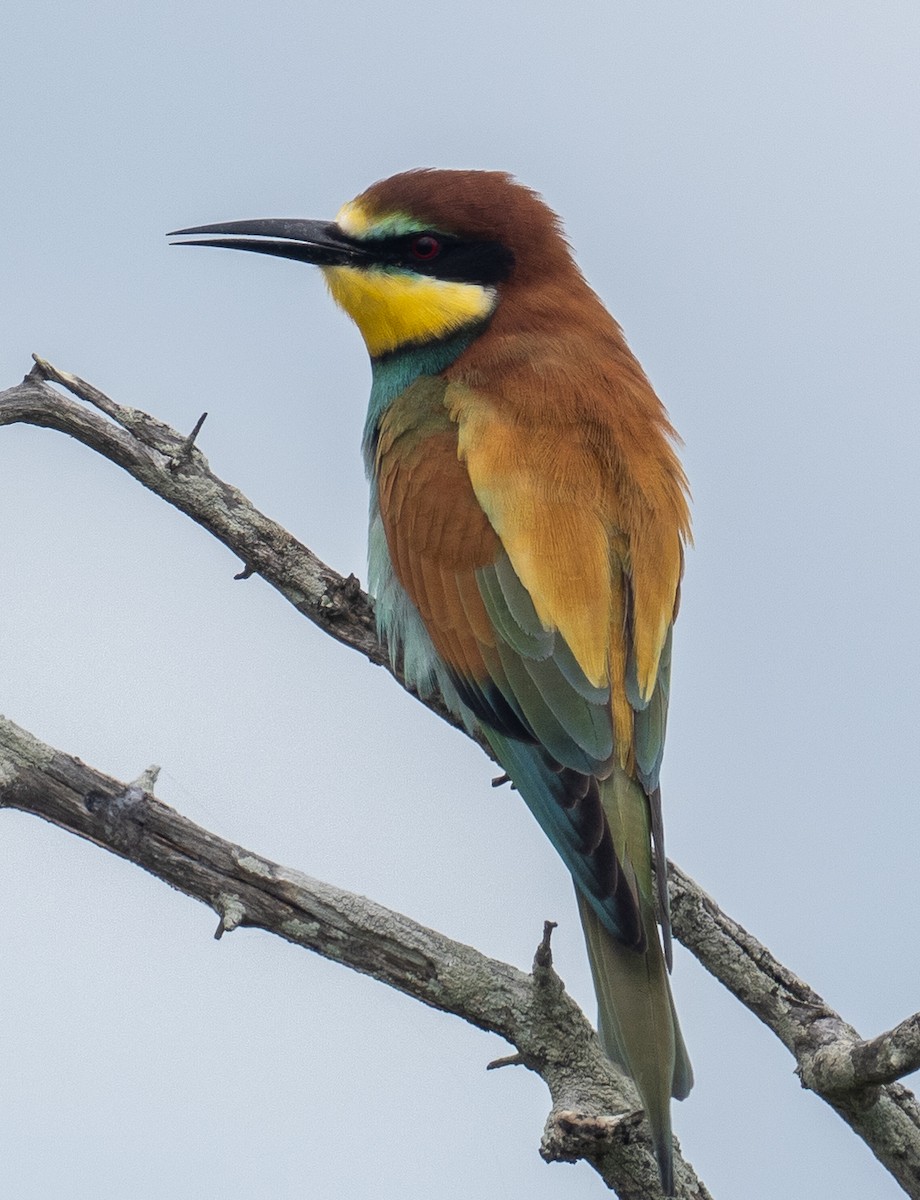 European Bee-eater - Sam Zuckerman