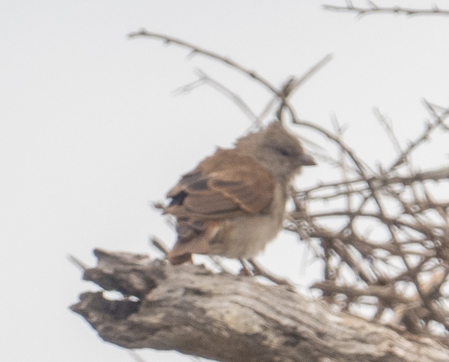 Southern Gray-headed Sparrow - Sam Zuckerman