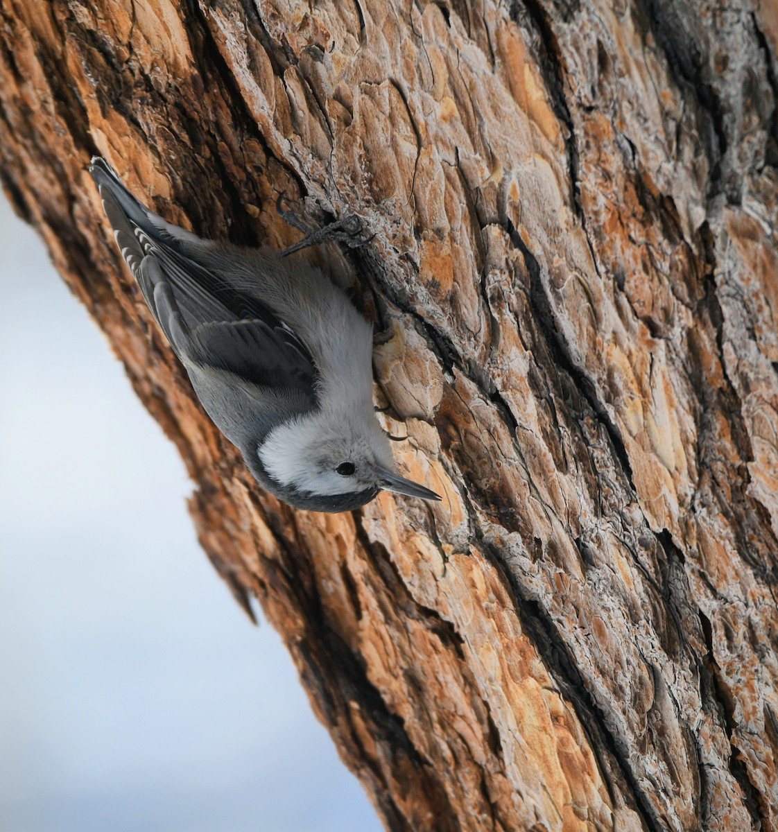 White-breasted Nuthatch - ML616409483