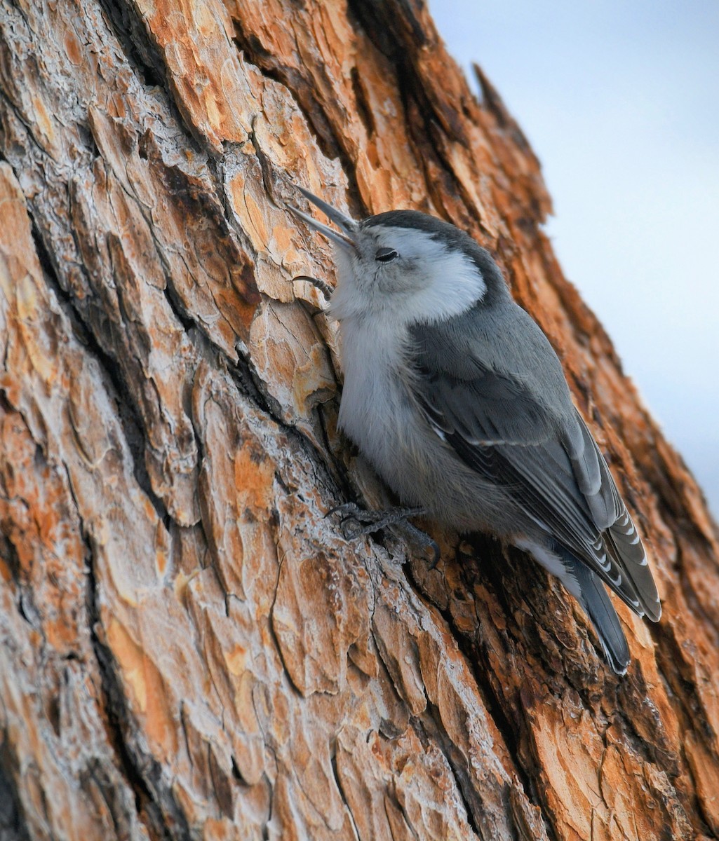 White-breasted Nuthatch - ML616409484