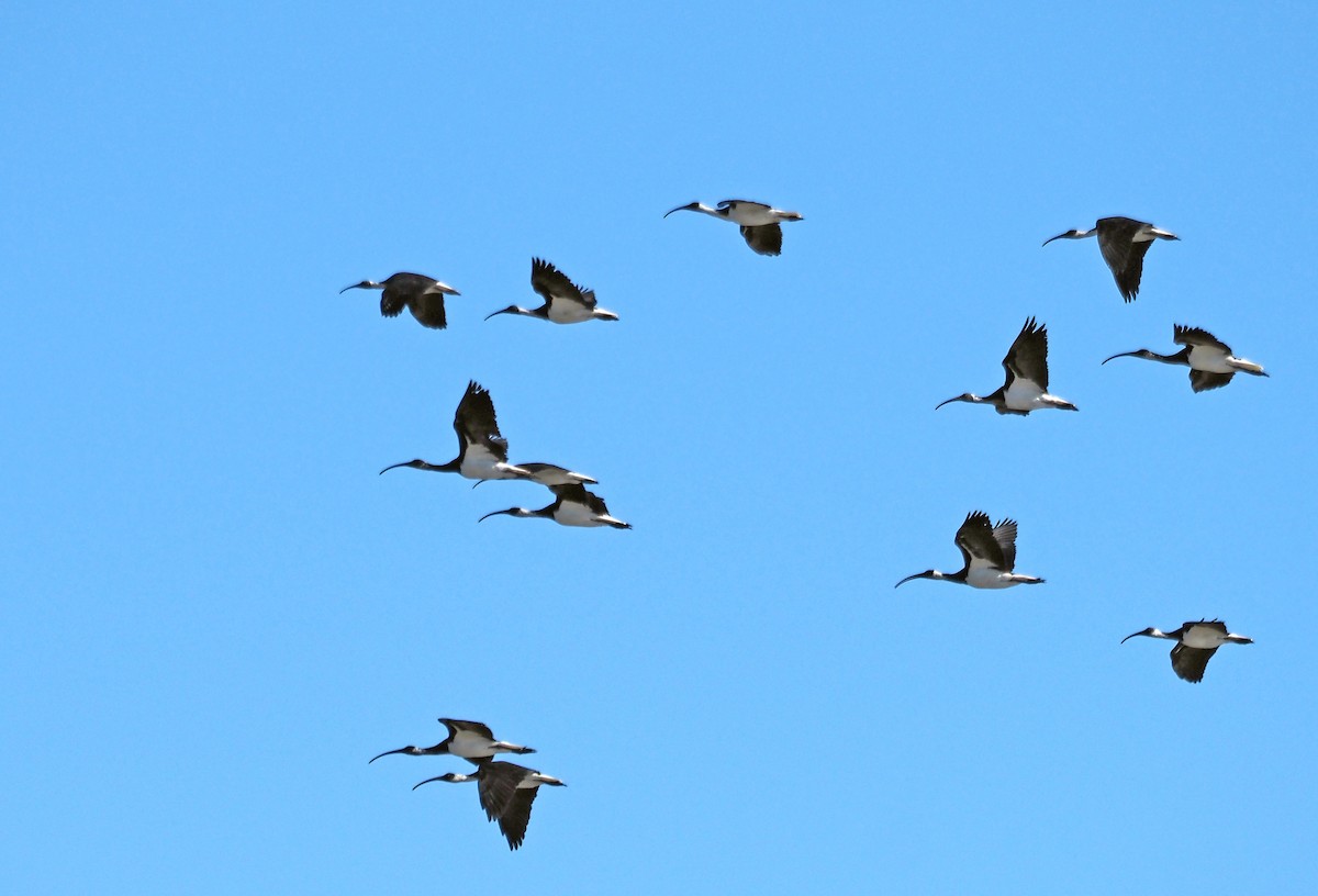 ibis slámokrký - ML616409492