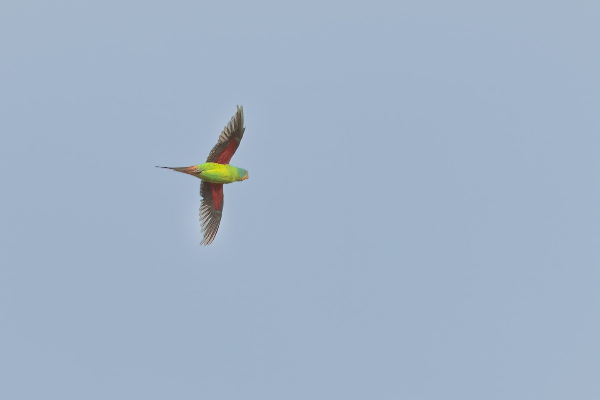 Swift Parrot - Shenjer Chen