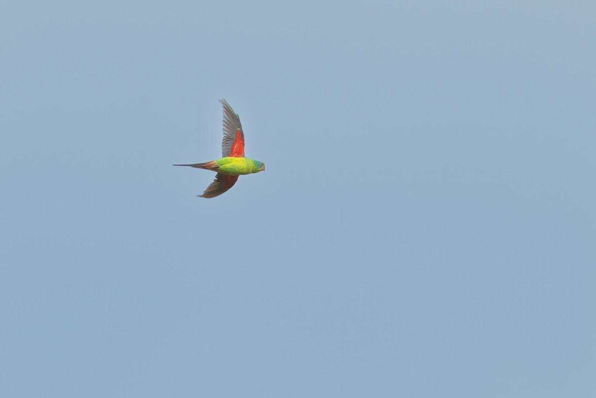 Swift Parrot - ML616409496