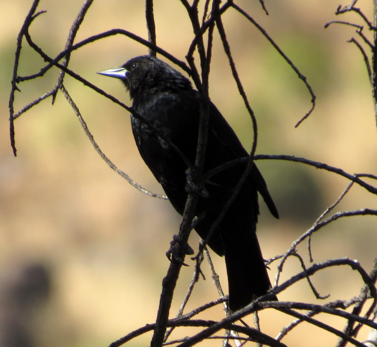 Austral Blackbird - DEBORA MELO