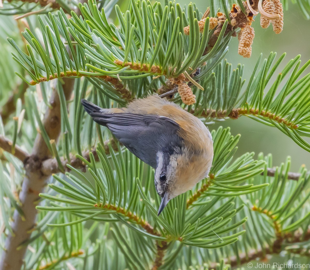 Red-breasted Nuthatch - ML616409592