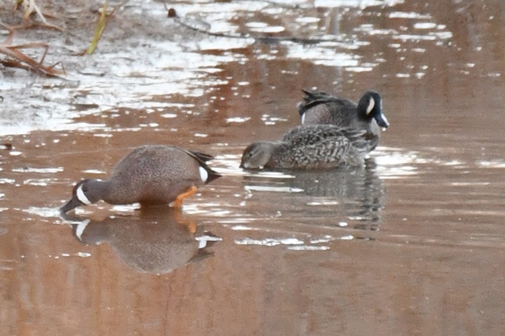 Blue-winged Teal - ML616409651