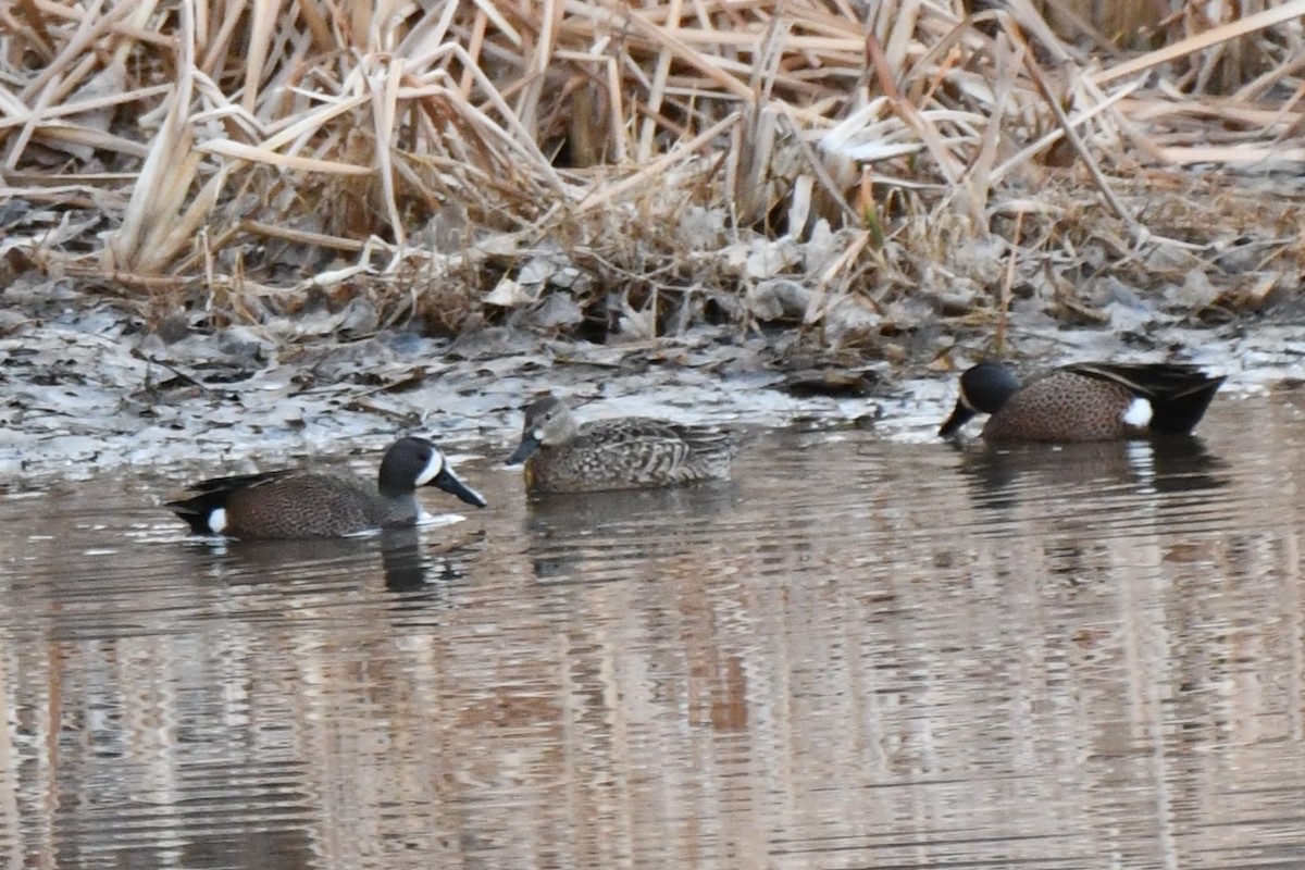 Blue-winged Teal - ML616409653