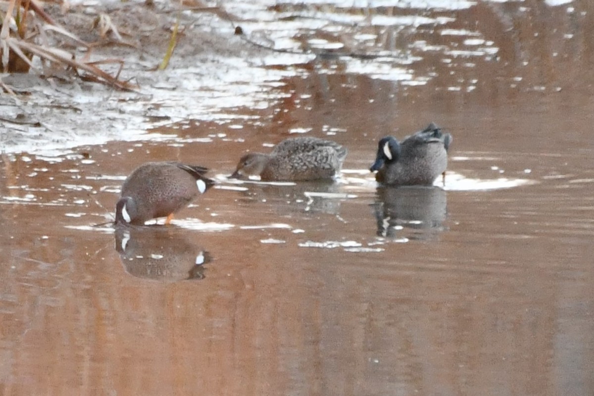 Blue-winged Teal - ML616409660
