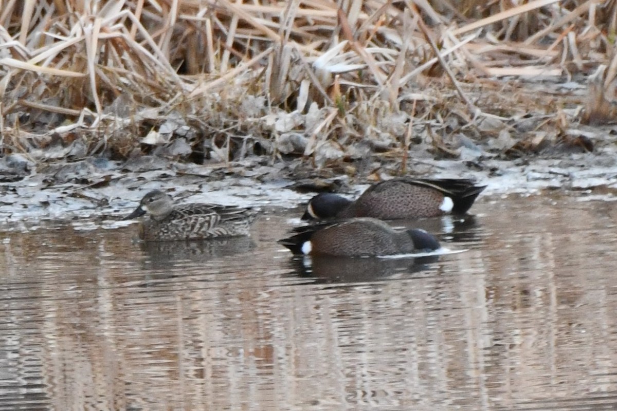 Blue-winged Teal - ML616409662