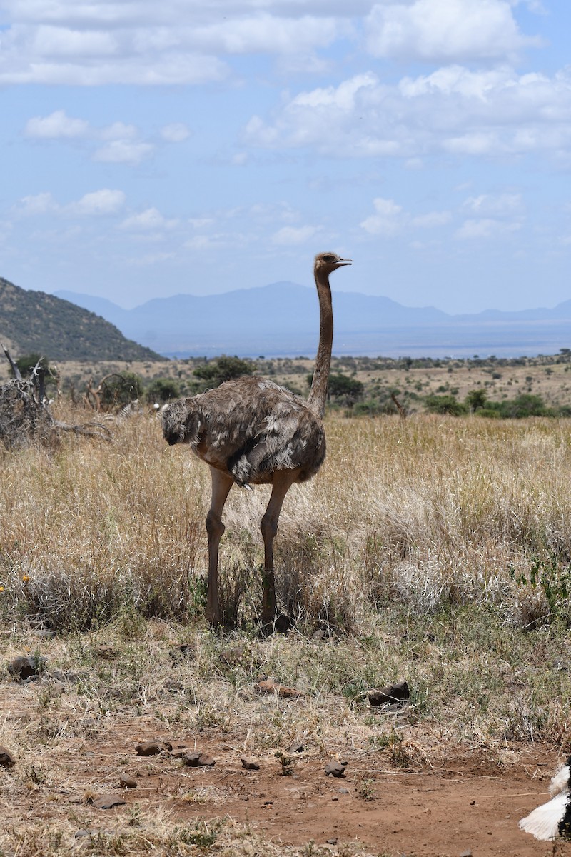 Somali Ostrich - ML616409732