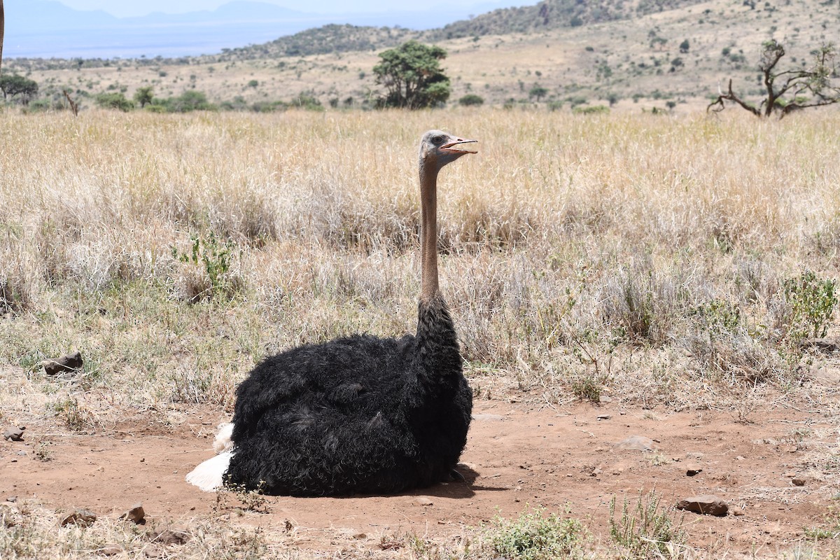 Somali Ostrich - ML616409733