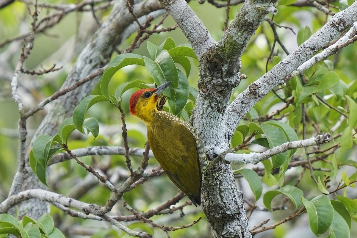 Yellow-throated Woodpecker - ML616409933