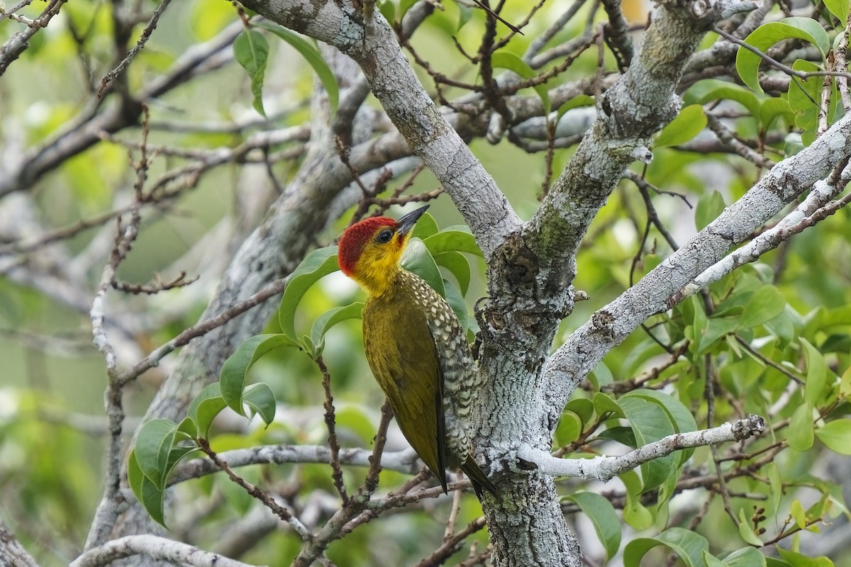 Yellow-throated Woodpecker - ML616409934