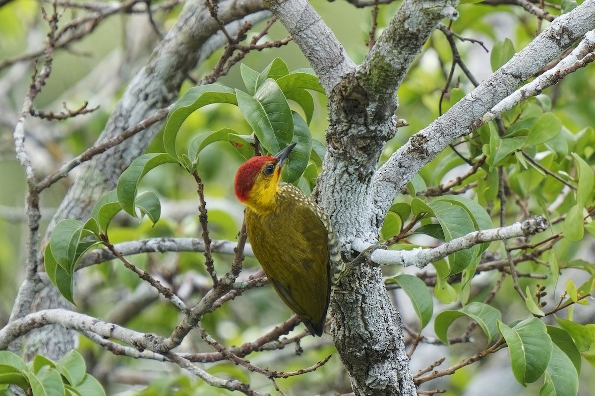 Yellow-throated Woodpecker - ML616409935