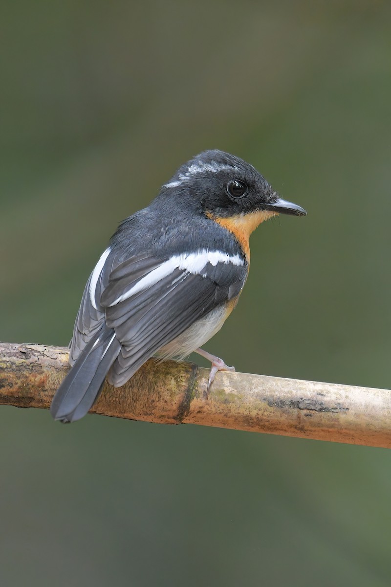 Rufous-chested Flycatcher - ML616410354