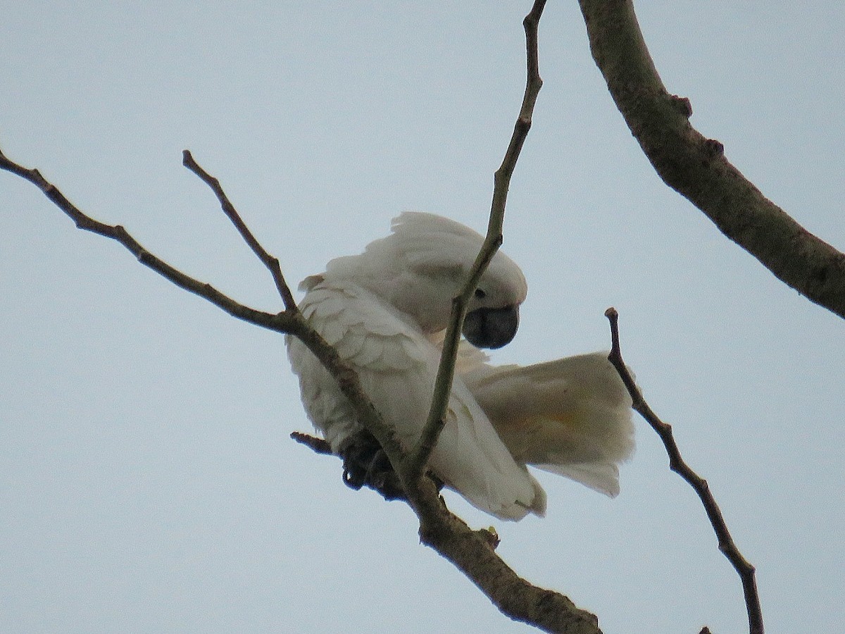 corella/white cockatoo sp. - ML616410387