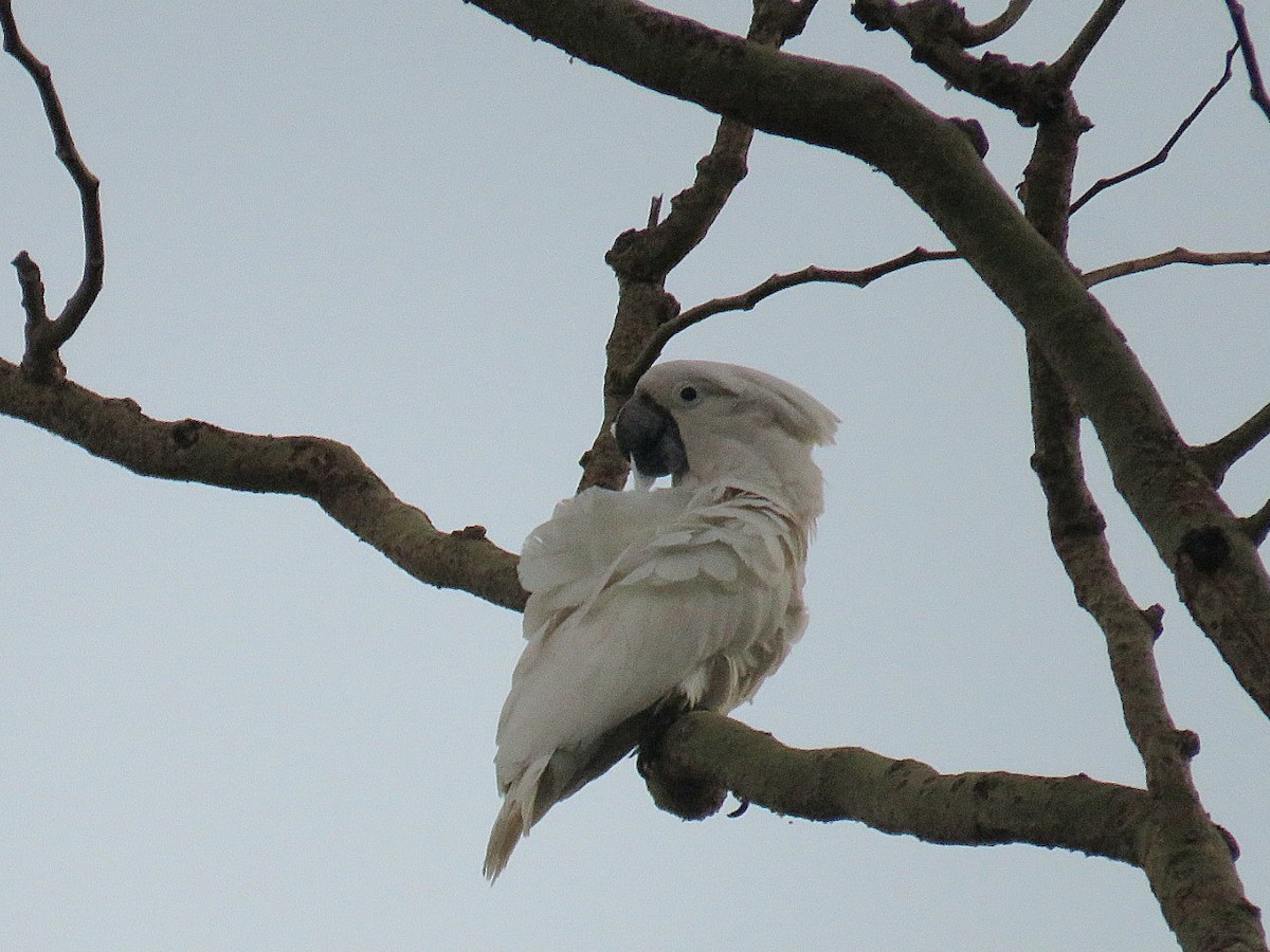 corella/white cockatoo sp. - ML616410389