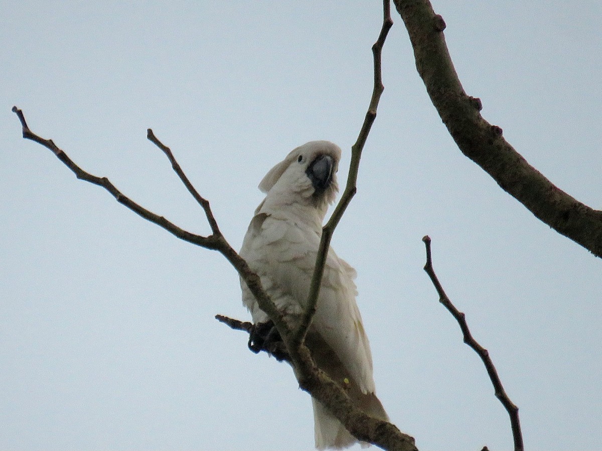 corella/white cockatoo sp. - ML616410391