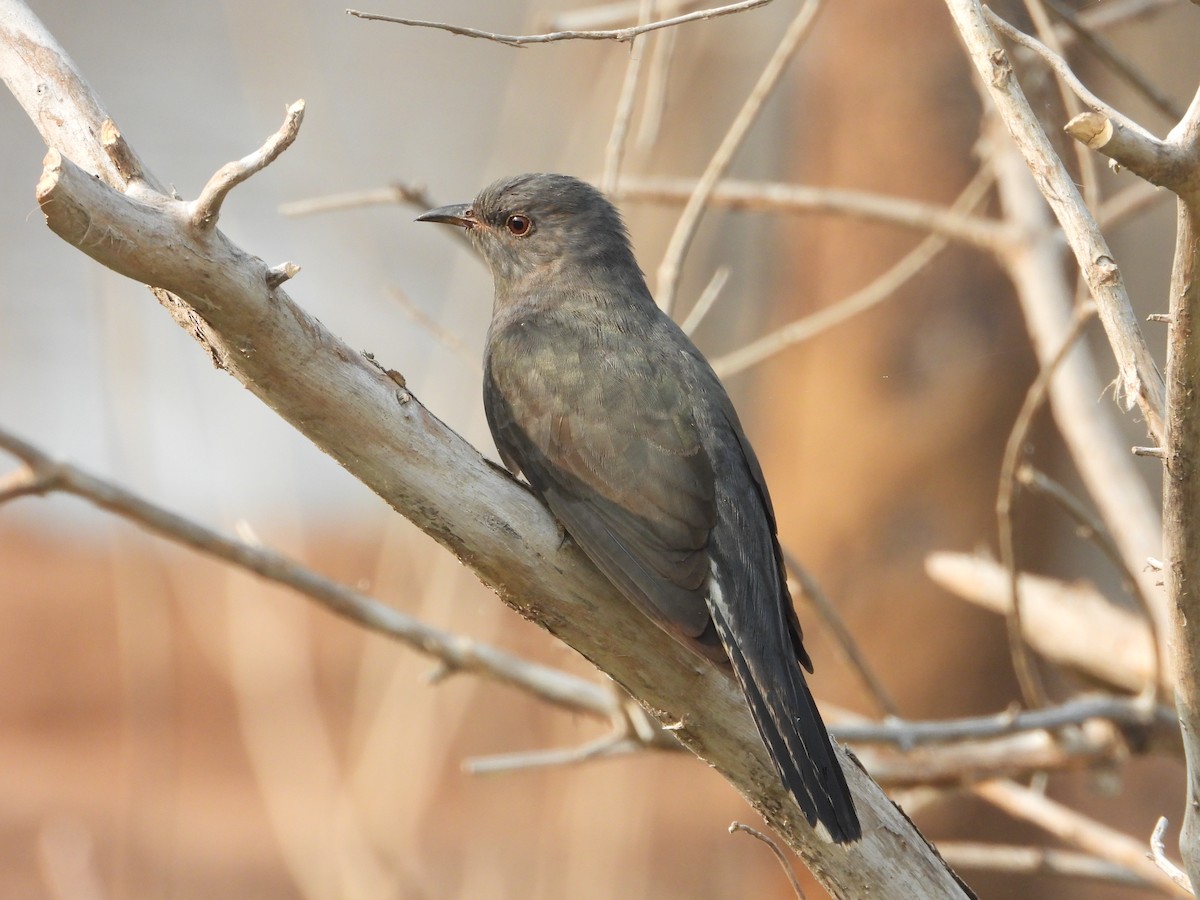 Gray-bellied Cuckoo - ML616410510