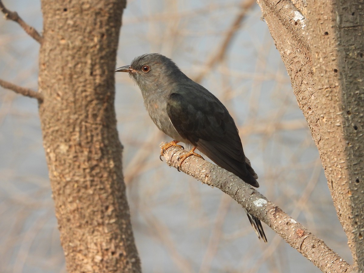 Gray-bellied Cuckoo - ML616410511