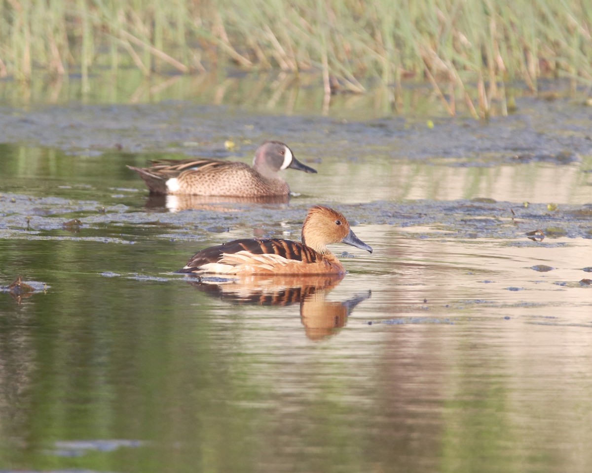 Fulvous Whistling-Duck - ML616410608