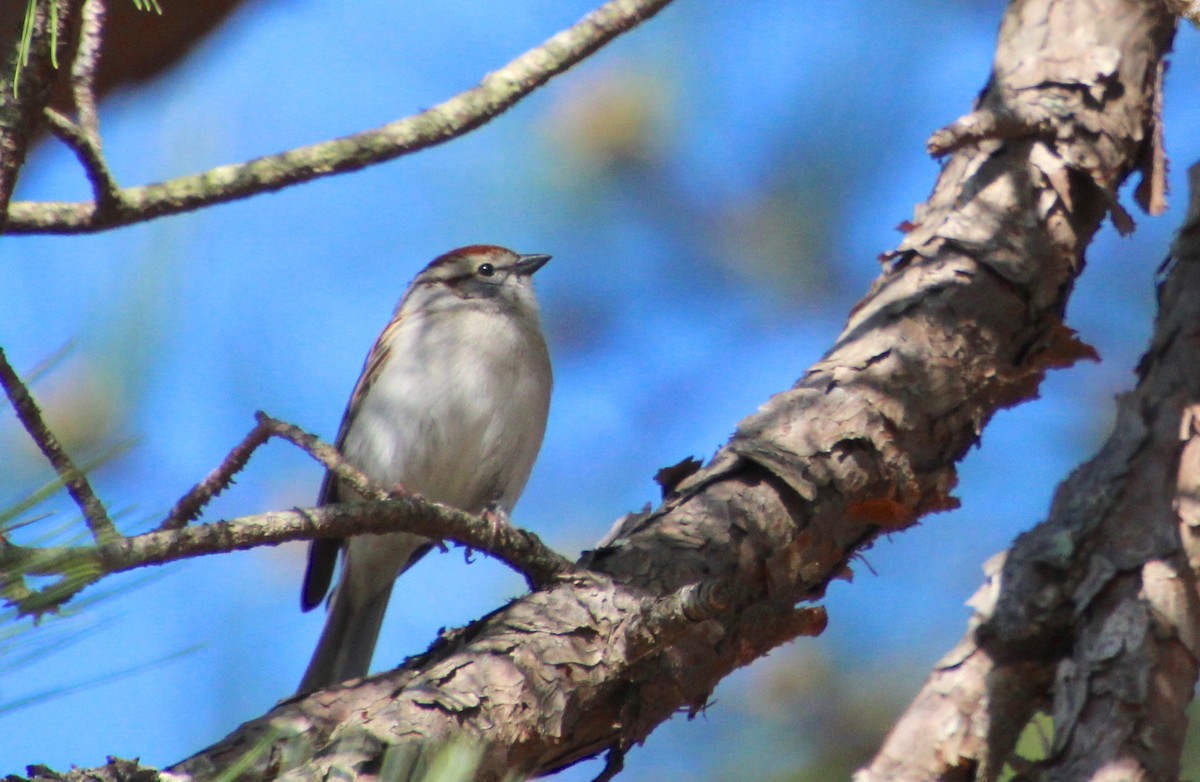 Chipping Sparrow - ML616410649