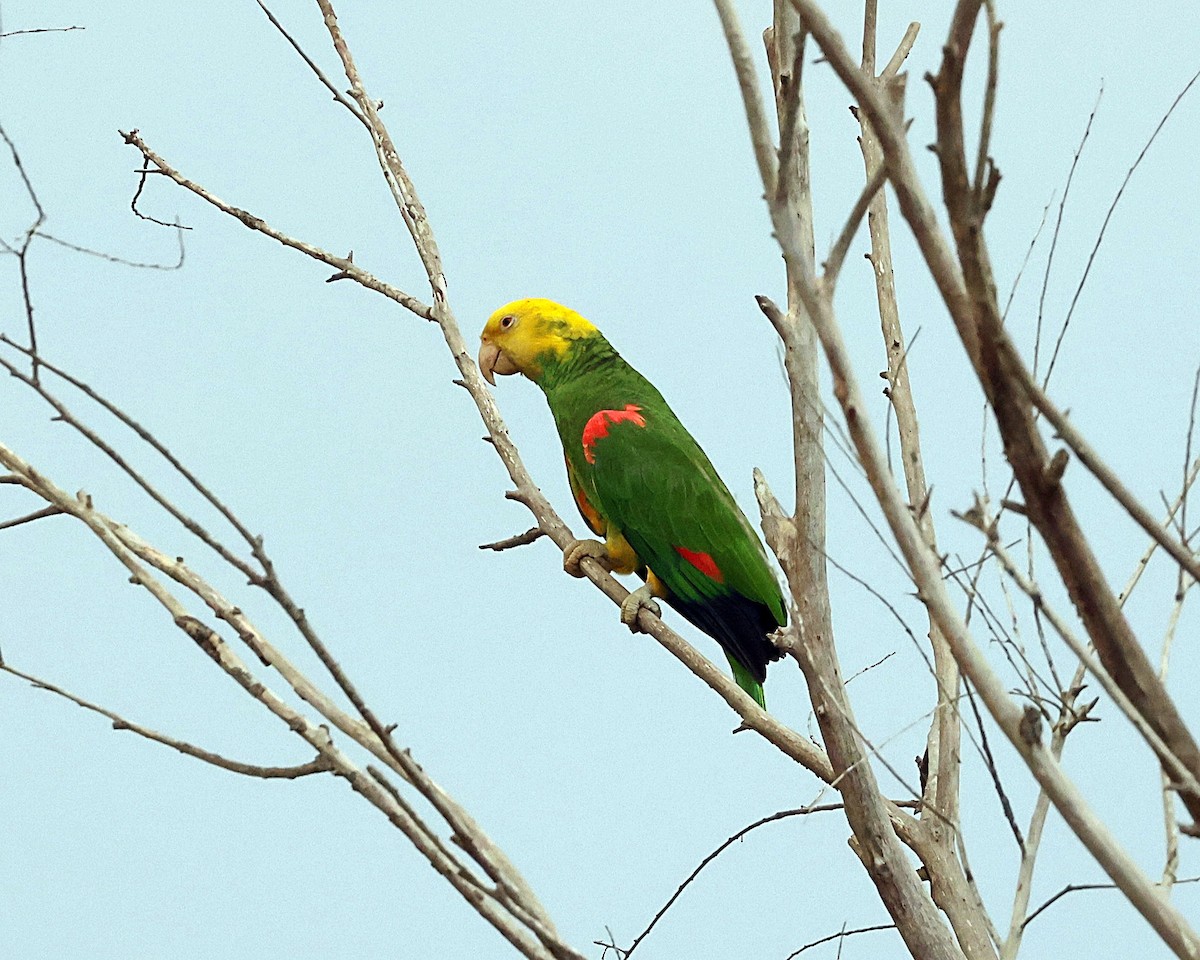 Yellow-headed Parrot - ML616410695