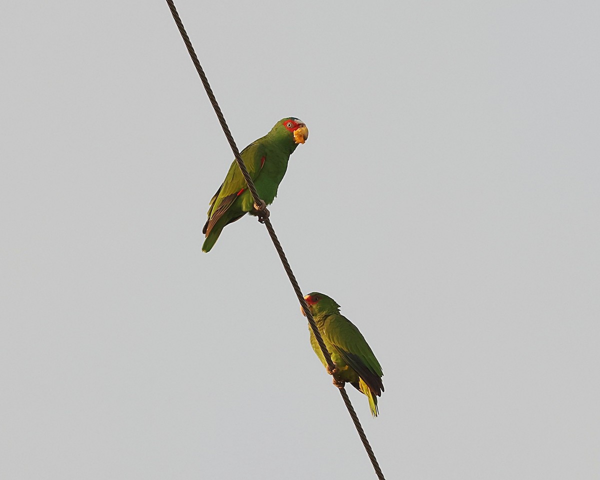 White-fronted Parrot - ML616410706