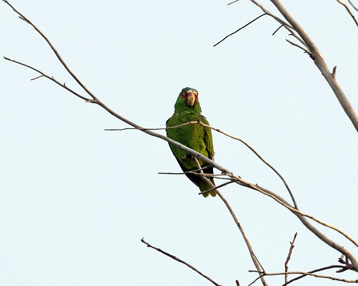 White-fronted Parrot - ML616410707