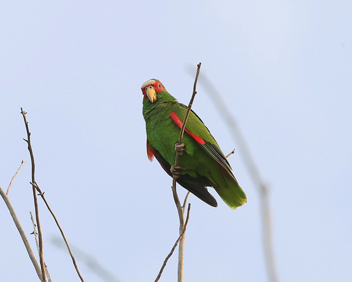 White-fronted Parrot - ML616410708