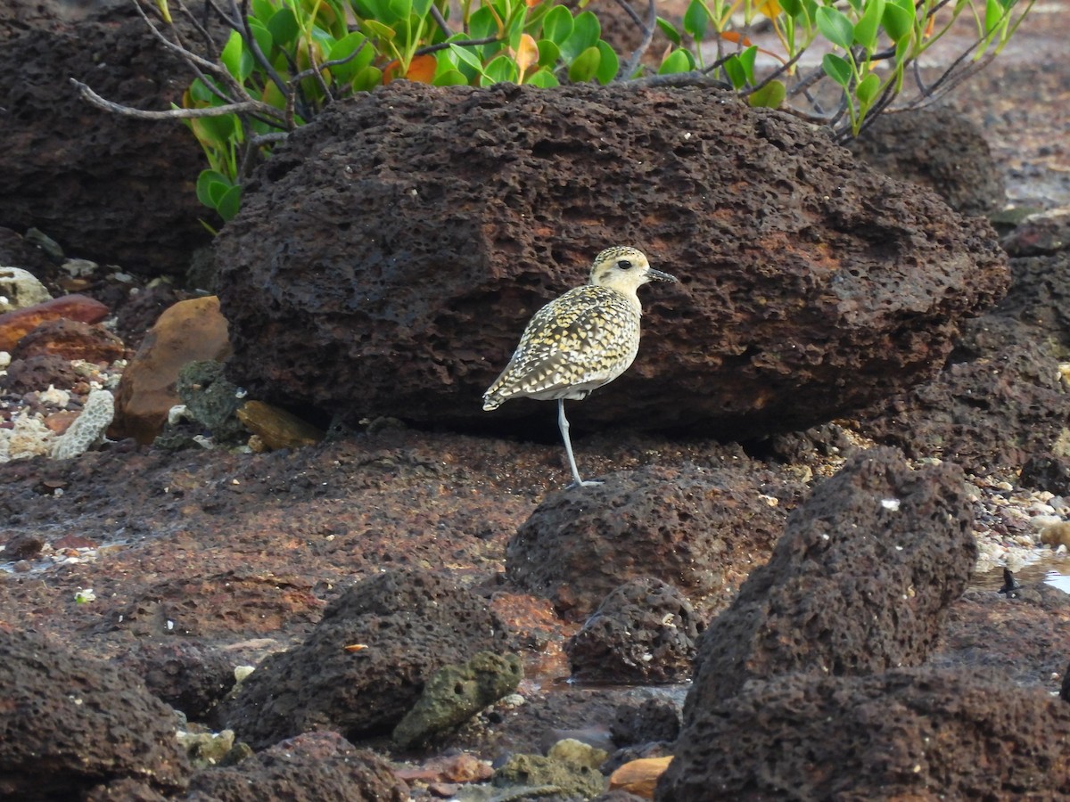 Pacific Golden-Plover - T. Kruse