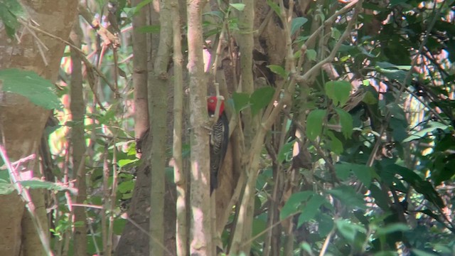 Pale-billed Woodpecker - ML616410753