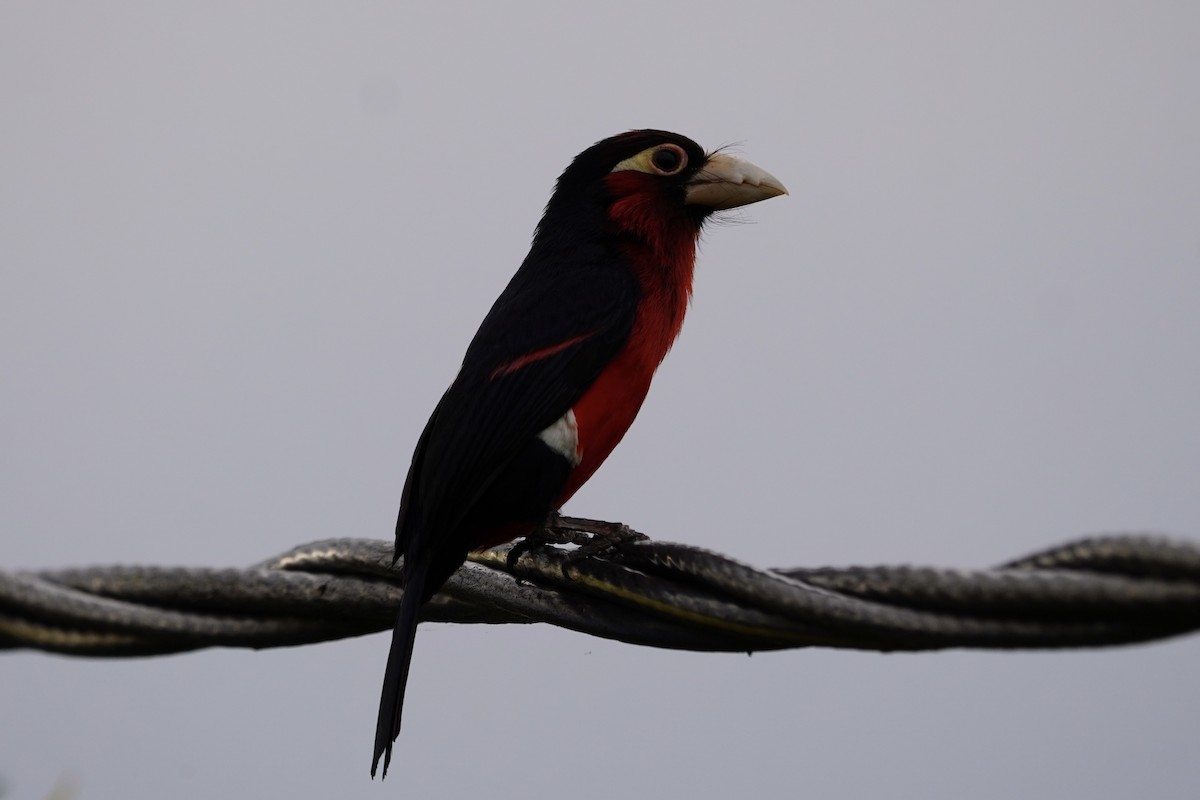 Double-toothed Barbet - ML616410919