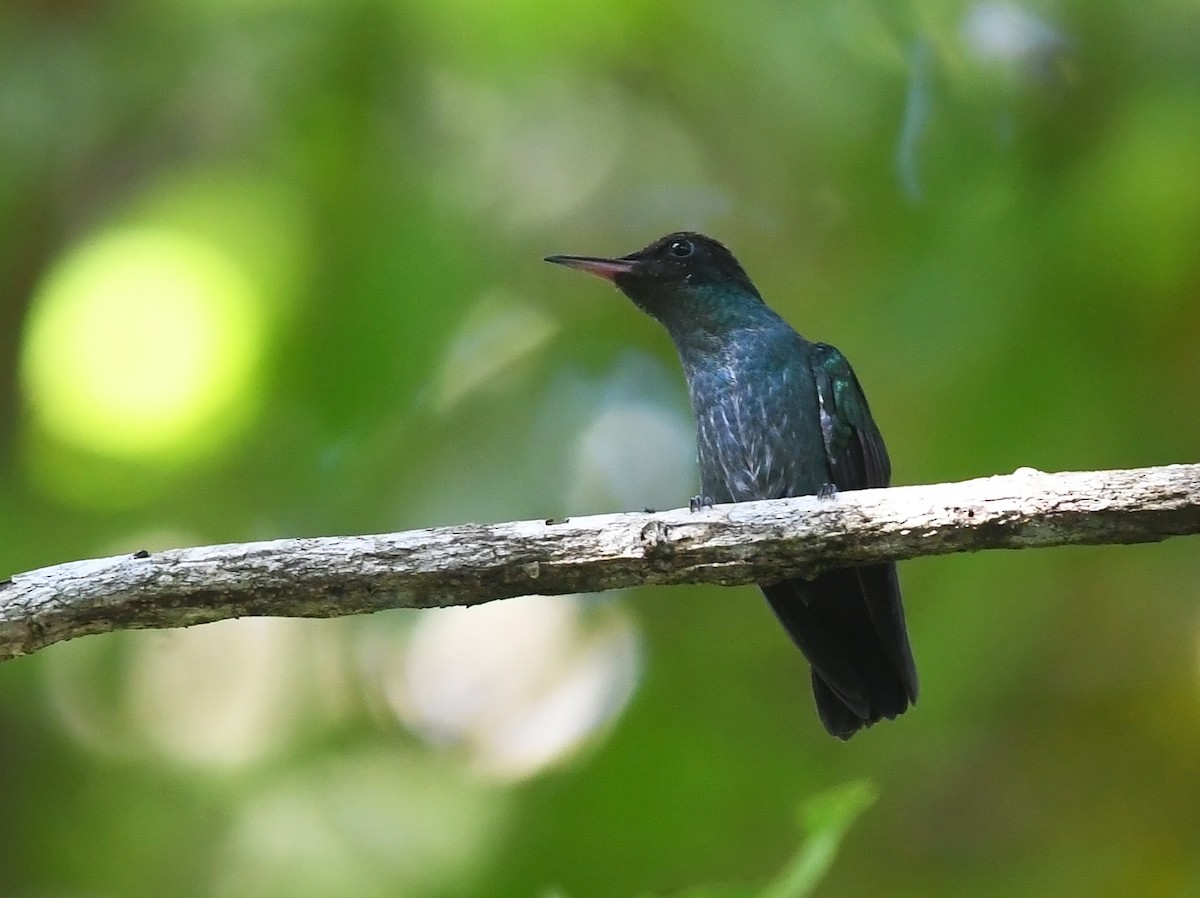 kolibřík černozobý - ML616410924