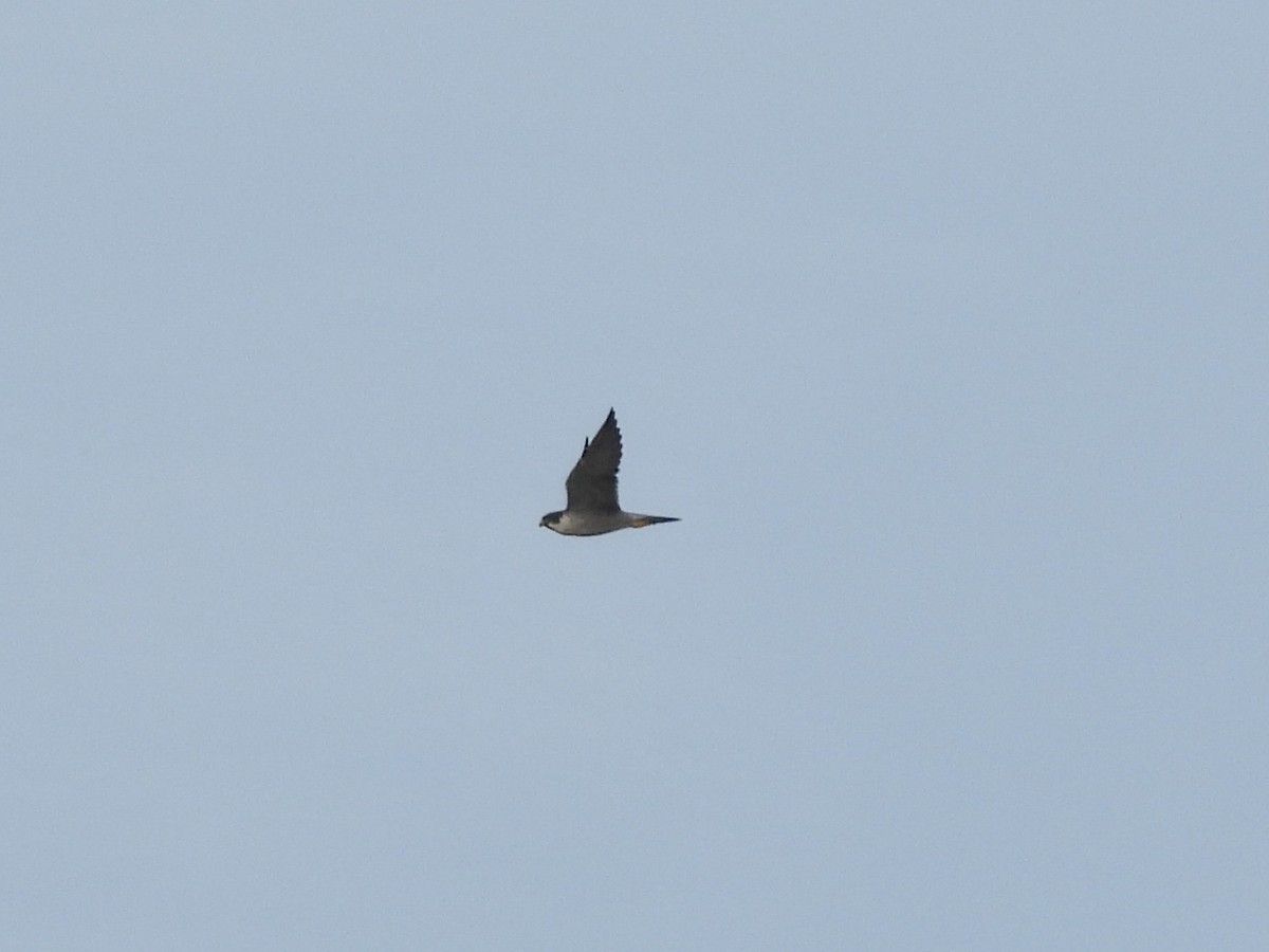 Peregrine Falcon (Tundra) - ML616410997