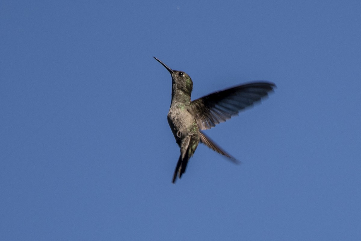 Sombre Hummingbird - ML616411013