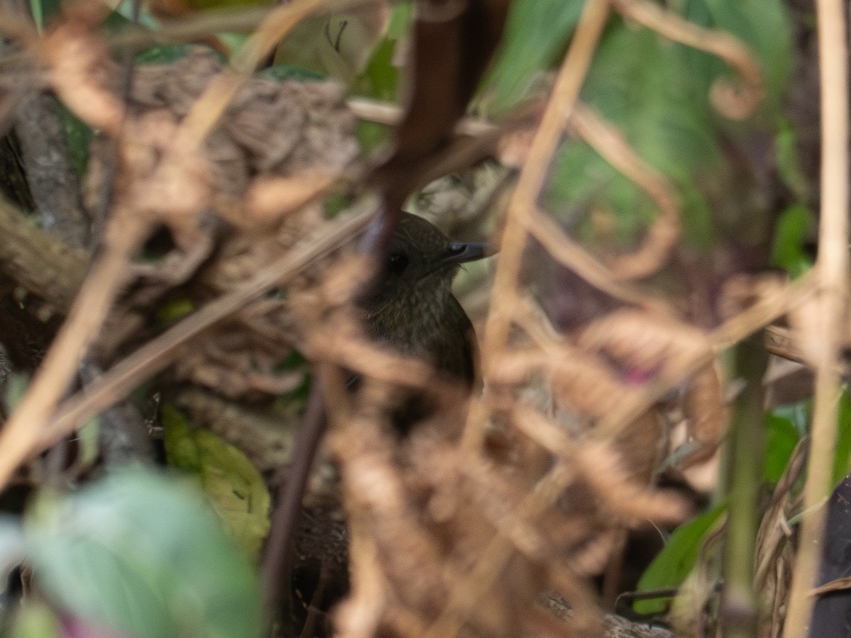 Spot-throated Babbler - ML616411024