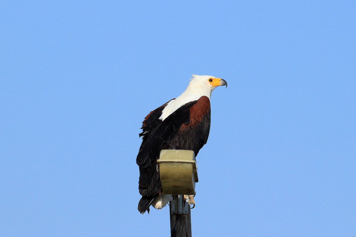African Fish-Eagle - ML616411035